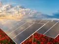 Panele słoneczne na tle kwitnących maków pokazują, jak działa elektrownia słoneczna, przekształcając światło w czystą energię.