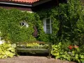 Zielona elewacja domu porośnięta bluszczem, z ławką i hostami w ogrodzie.