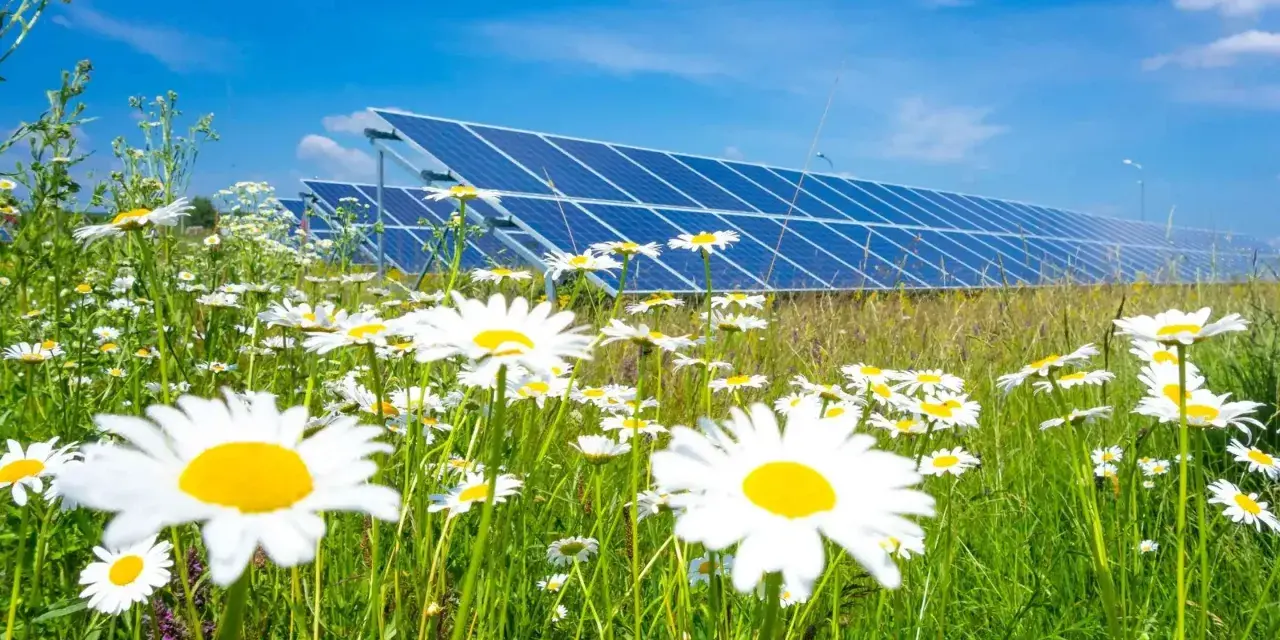 Łąka pełna stokrotek na tle rzędu paneli słonecznych. Wady i zalety odnawialnych źródeł energii w harmonii z naturą.