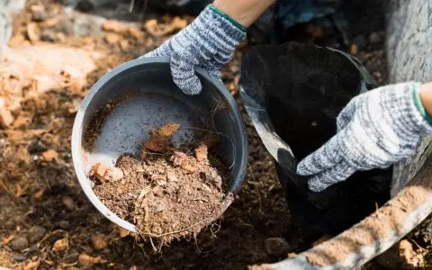 Ręce w rękawiczkach przesypują ziemię z doniczki do kompostownika. Czy kompostownik śmierdzi? Nie, pachnie ziemią i rozkładającymi się resztkami.