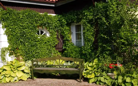 Zielona elewacja domu porośnięta bluszczem, z ławką i hostami w ogrodzie.