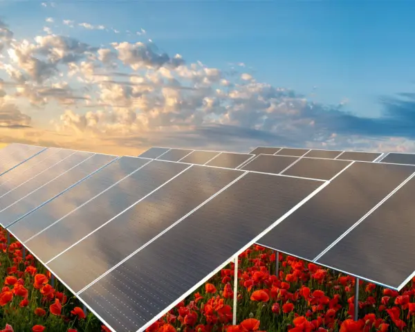 Panele słoneczne na tle kwitnących maków pokazują, jak działa elektrownia słoneczna, przekształcając światło w czystą energię.