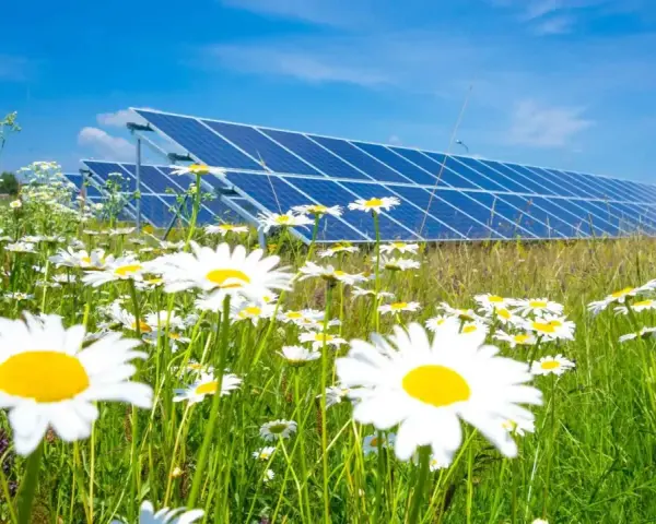 Łąka pełna stokrotek na tle rzędu paneli słonecznych. Wady i zalety odnawialnych źródeł energii w harmonii z naturą.