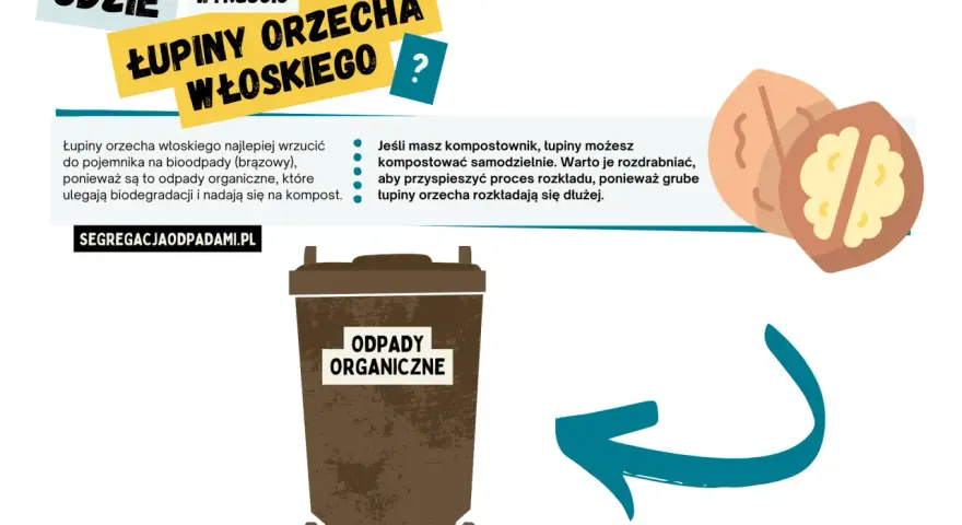 Łupiny orzecha włoskiego wrzuć do brązowego pojemnika na bioodpady. Możesz też kompostować je samodzielnie, jeśli masz kompostownik.